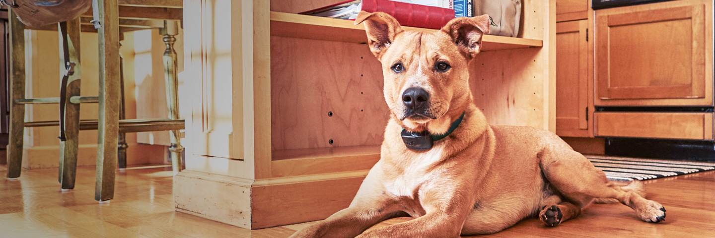 DogWatch by Billone Fence, Fairport, New York | Indoor Pet Boundaries Slider Image