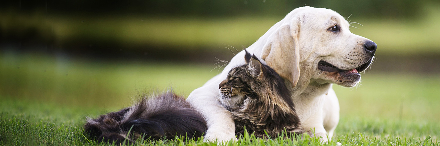 DogWatch by Billone Fence, Fairport, New York | Cat Fences Slider Image